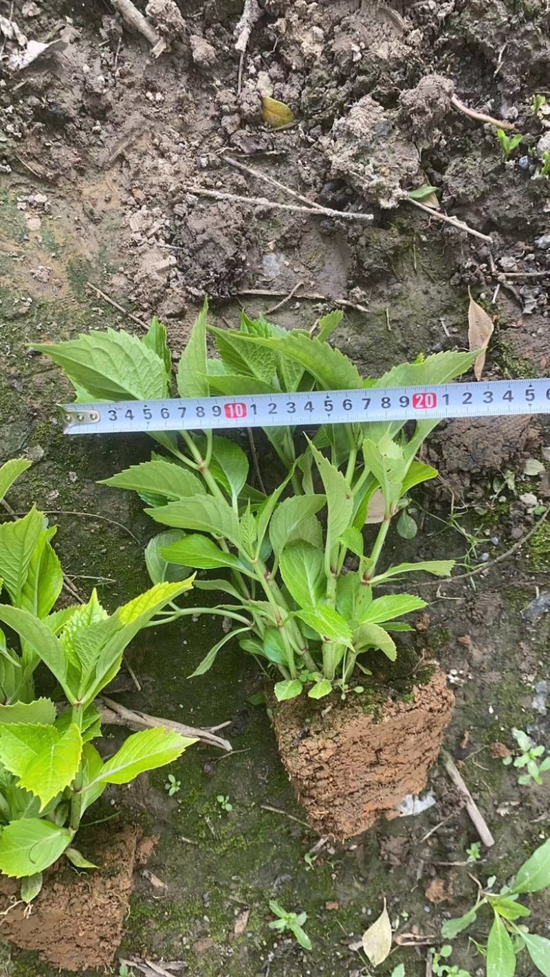 八仙花基地八仙花价格八仙花多少钱