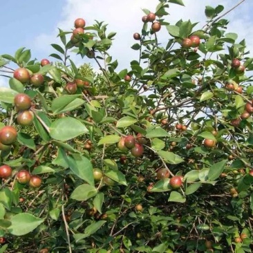 茶树苗本地茶树苗软枝油茶苗量大从优欢迎商议