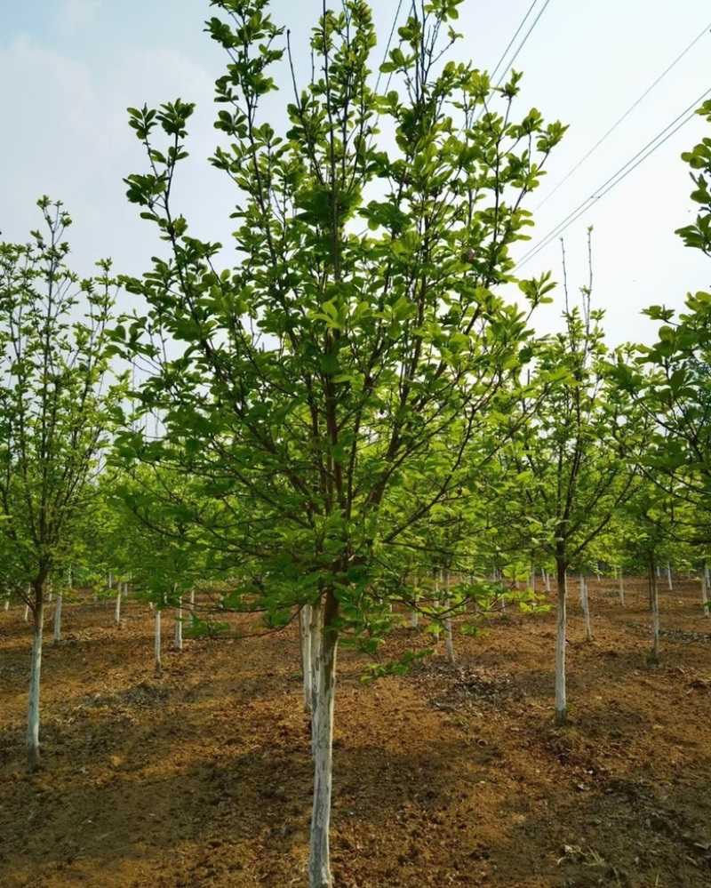 紫玉兰价格紫玉兰基地