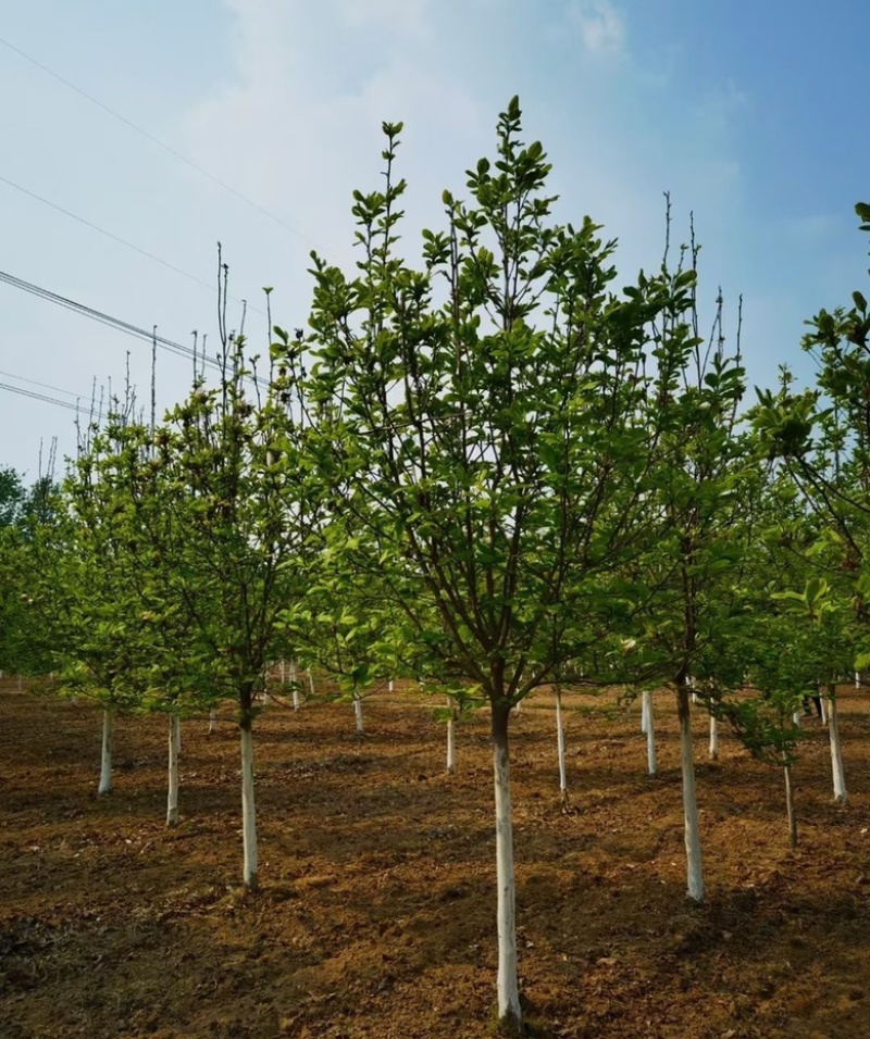 紫玉兰价格紫玉兰基地