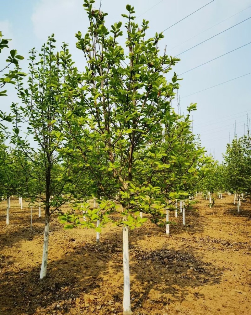 紫玉兰价格紫玉兰基地