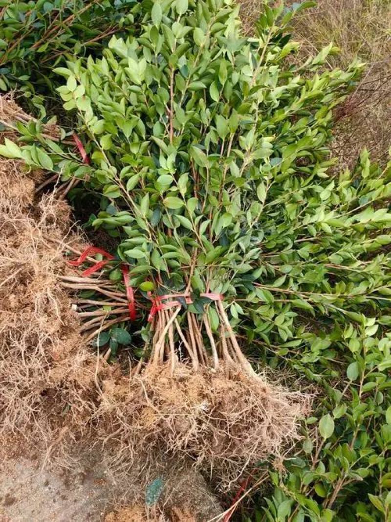 茶树苗本地茶树苗软枝油茶苗量大从优欢迎商议