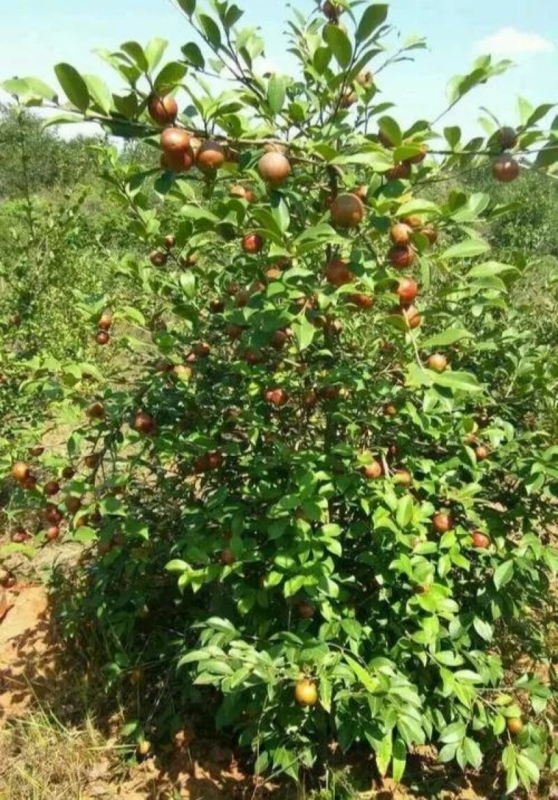 茶树苗本地茶树苗软枝油茶苗量大从优欢迎商议