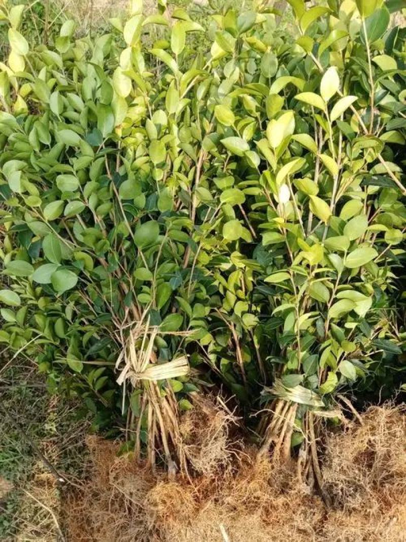 茶树苗本地茶树苗软枝油茶苗量大从优欢迎商议