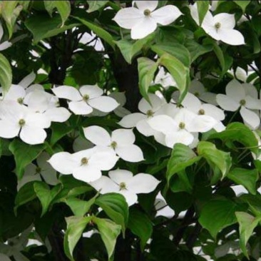 四照花山荔枝糖梨儿观花观果庭院绿化植物