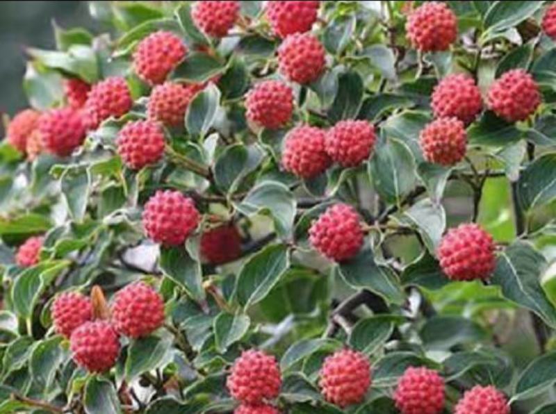 四照花山荔枝糖梨儿观花观果庭院绿化植物