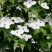 四照花山荔枝糖梨儿观花观果庭院绿化植物