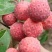 四照花山荔枝糖梨儿观花观果庭院绿化植物