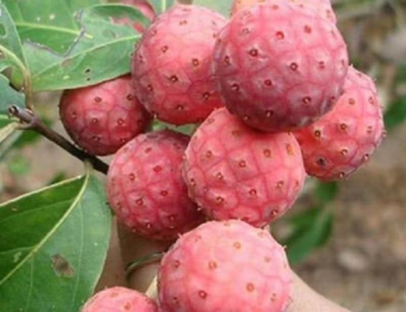 四照花山荔枝糖梨儿观花观果庭院绿化植物