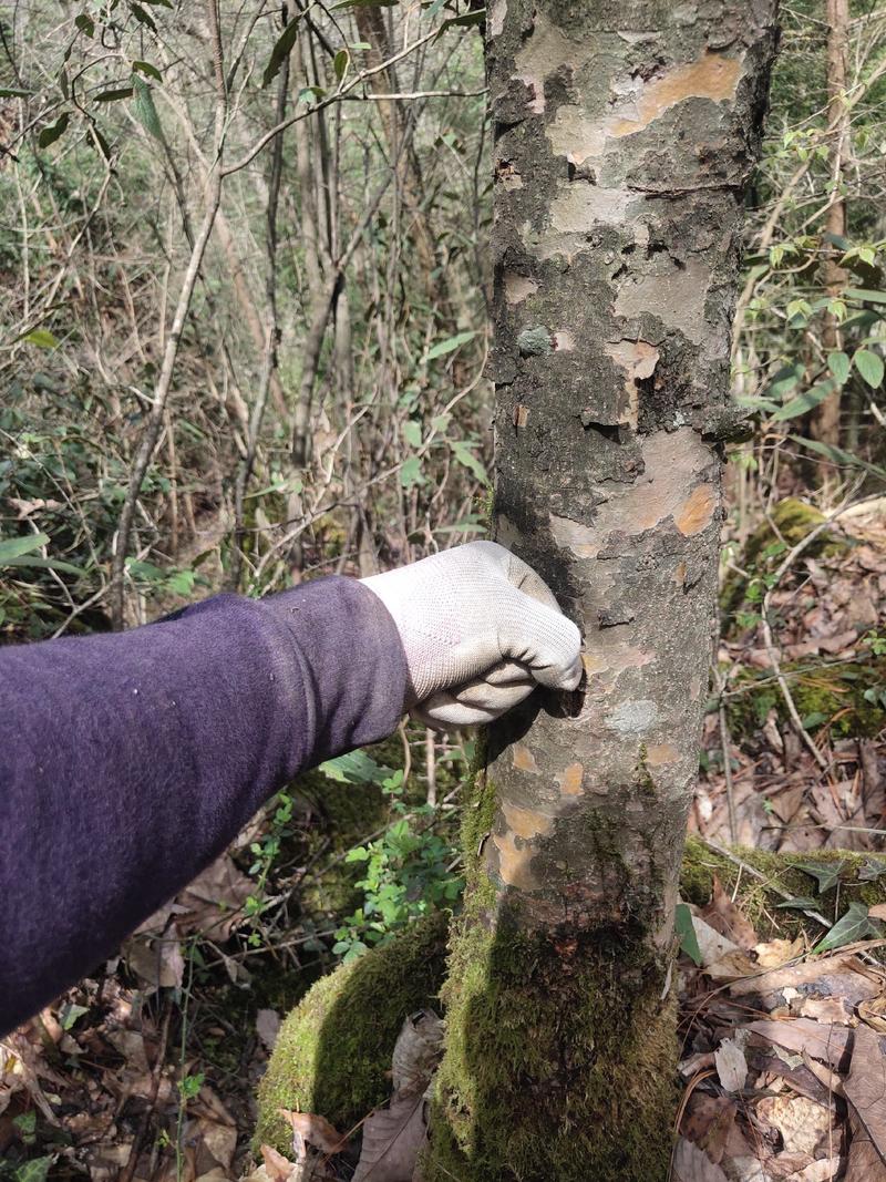 四照花山荔枝糖梨儿观花观果庭院绿化植物