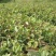 茶树苗本地茶树苗软枝油茶苗量大从优欢迎商议