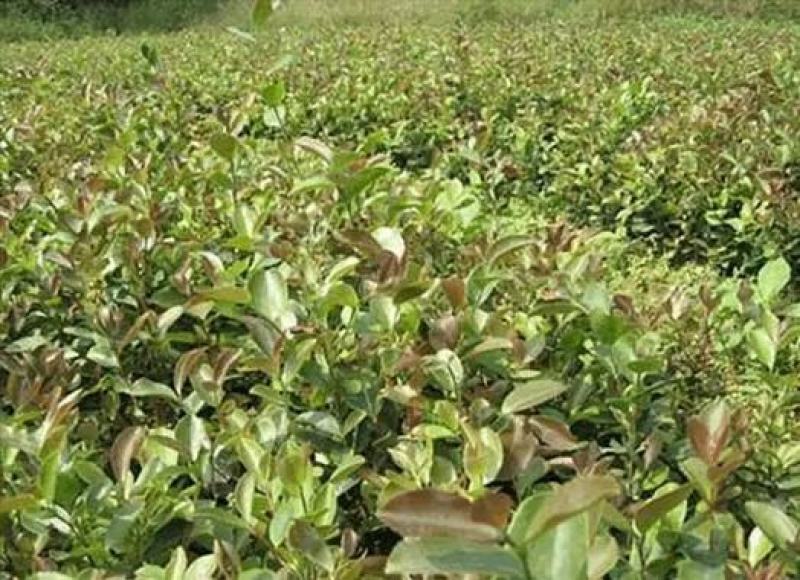 茶树苗本地茶树苗软枝油茶苗量大从优欢迎商议