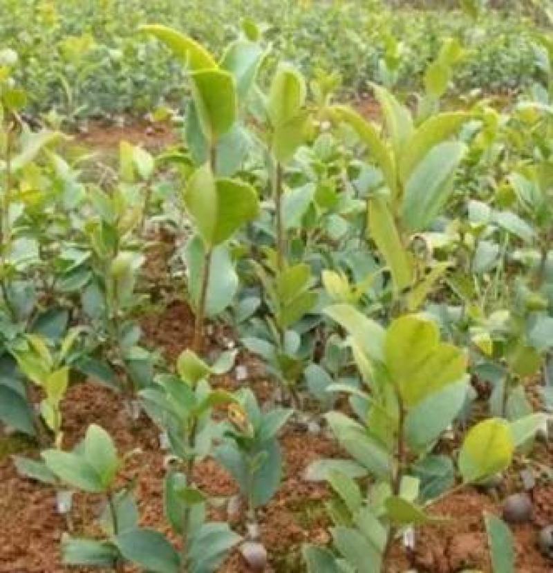 茶树苗本地茶树苗软枝油茶苗量大从优欢迎商议