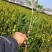 茶树苗本地茶树苗软枝油茶苗量大从优欢迎商议