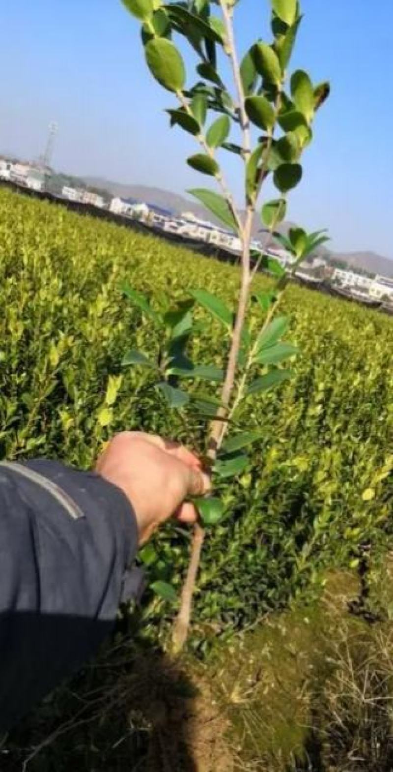 茶树苗本地茶树苗软枝油茶苗量大从优欢迎商议