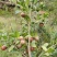 茶树苗本地茶树苗软枝油茶苗量大从优欢迎商议