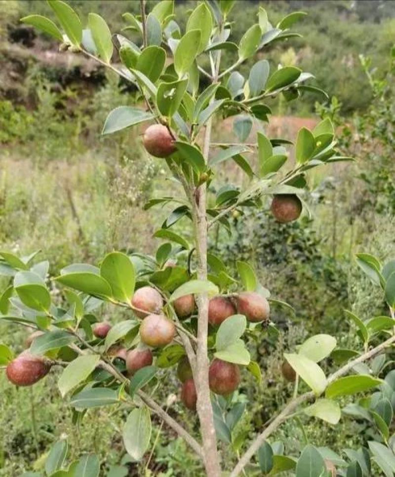 茶树苗本地茶树苗软枝油茶苗量大从优欢迎商议