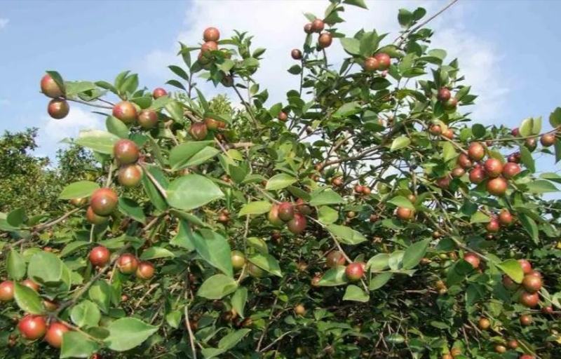 茶树苗本地茶树苗软枝油茶苗量大从优欢迎商议
