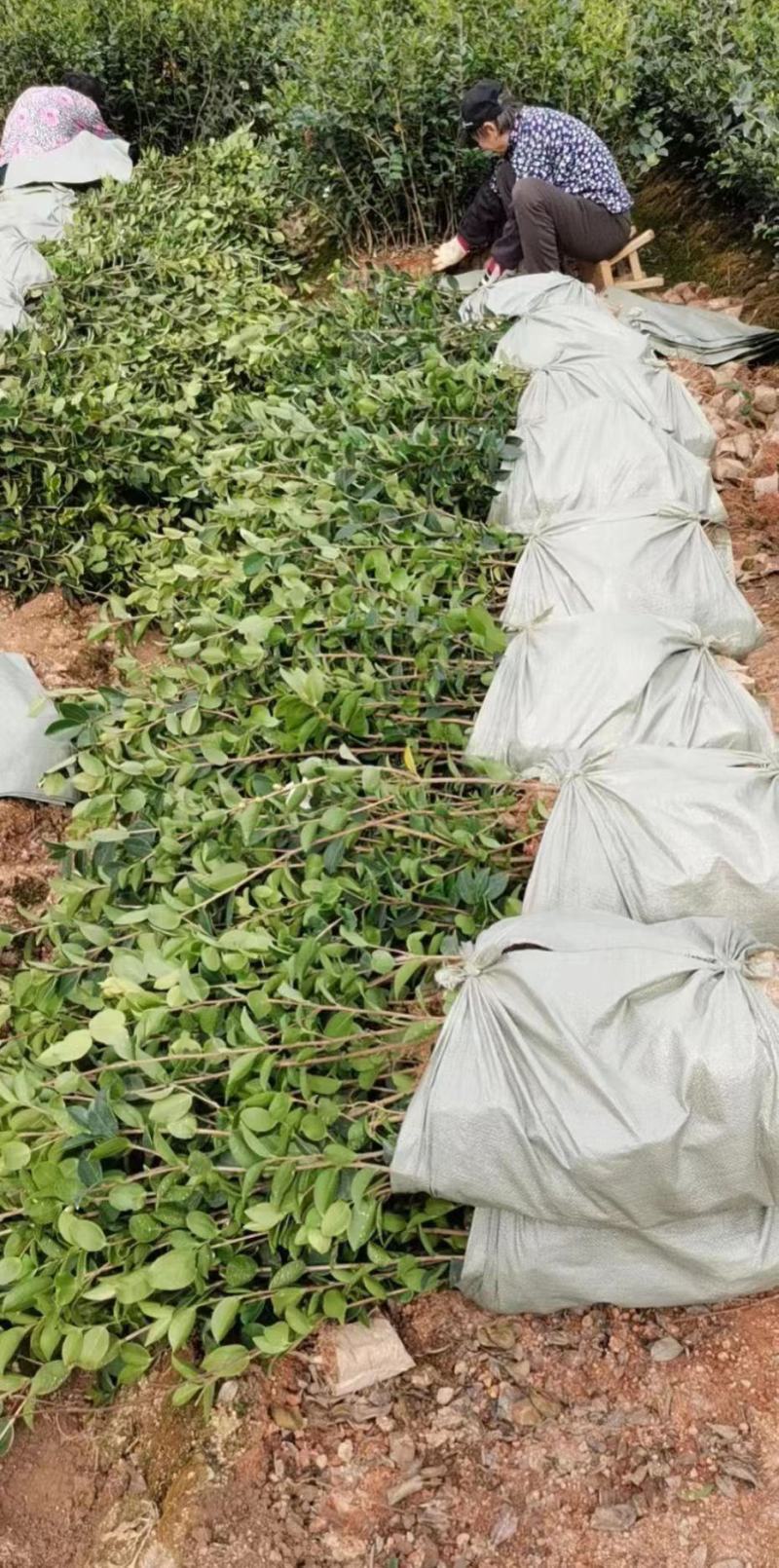 茶树苗本地茶树苗软枝油茶苗量大从优欢迎商议