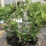 香草草莓圆锥绣球夏季观花耐热耐晒八仙花1加仑盆栽苗观花