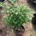 香草草莓圆锥绣球夏季观花耐热耐晒八仙花1加仑盆栽苗观花