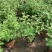 香草草莓圆锥绣球夏季观花耐热耐晒八仙花1加仑盆栽苗观花