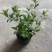 香草草莓圆锥绣球夏季观花耐热耐晒八仙花1加仑盆栽苗观花