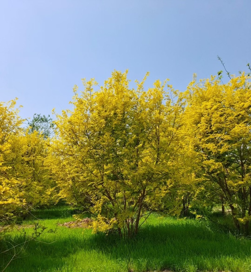 丛生金叶榆