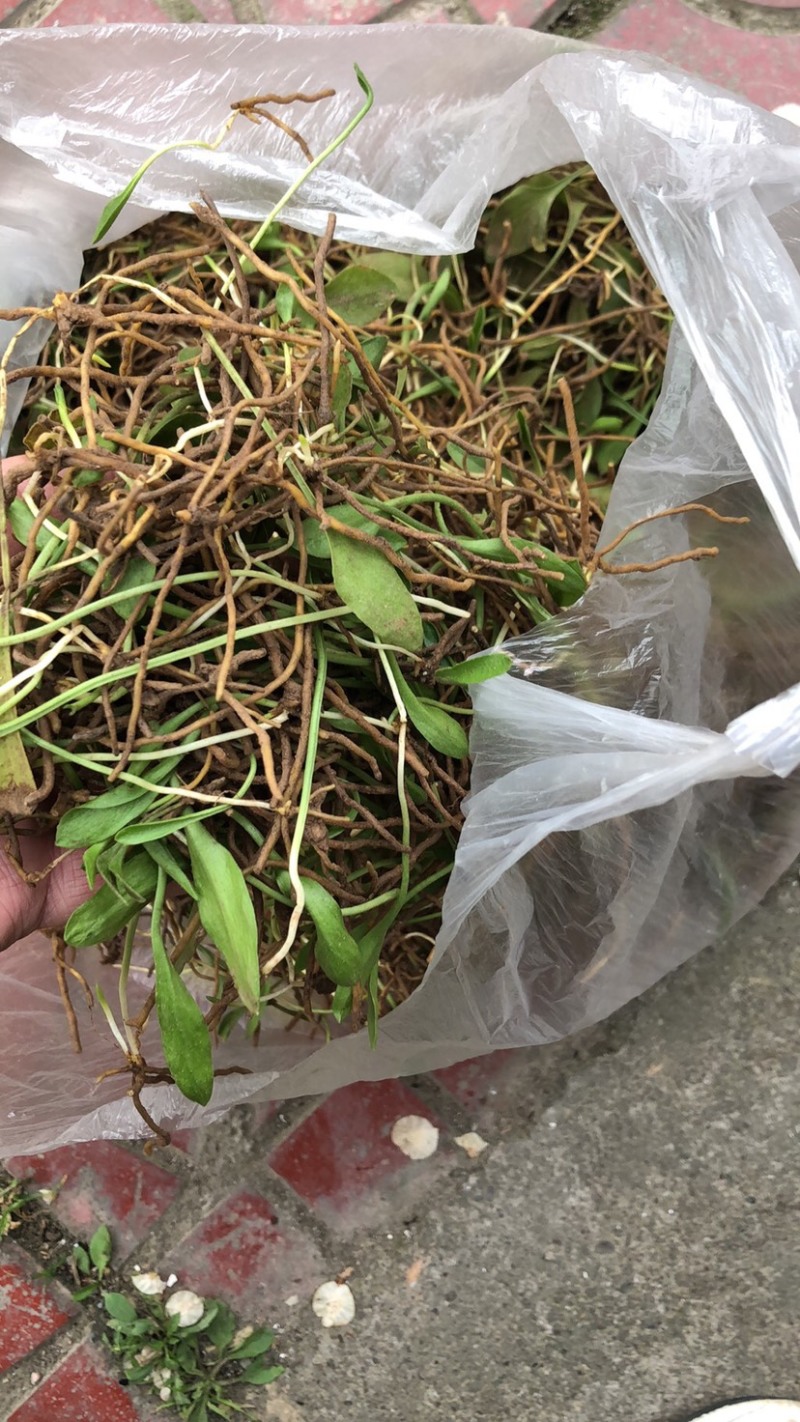 四川野生一支箭，干货，鲜货都，有，欢迎订购！