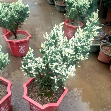 雪花珍珠柏盆栽铺地锦彩叶双色植物自然成型盆景