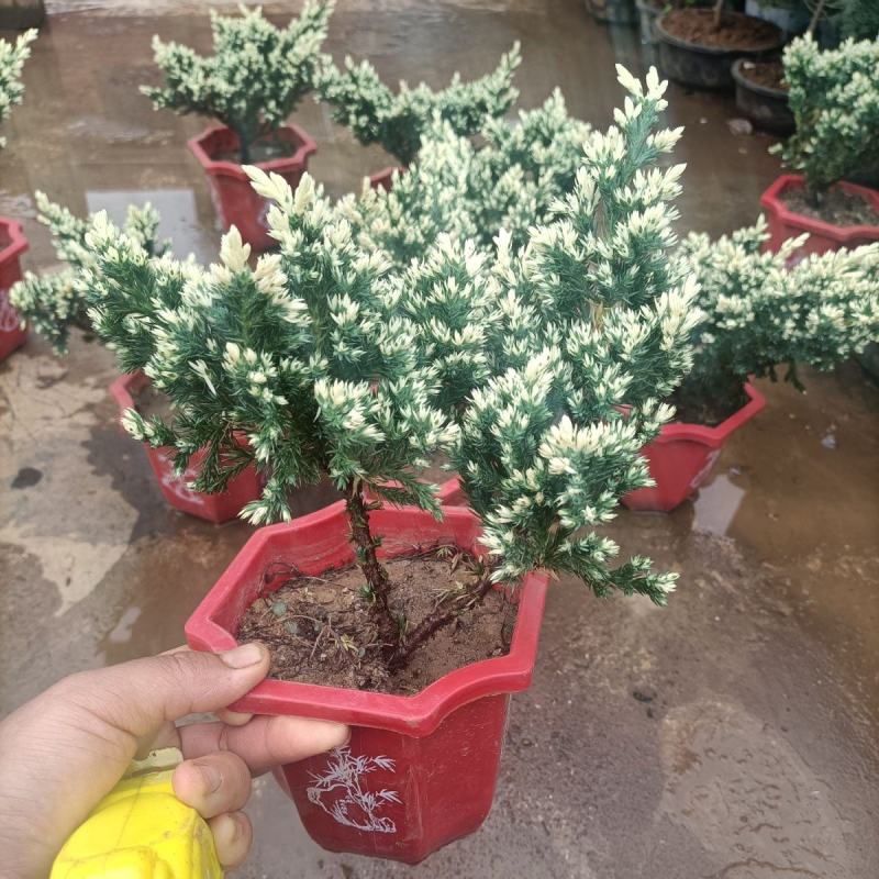 雪花珍珠柏盆栽铺地锦彩叶双色植物自然成型盆景