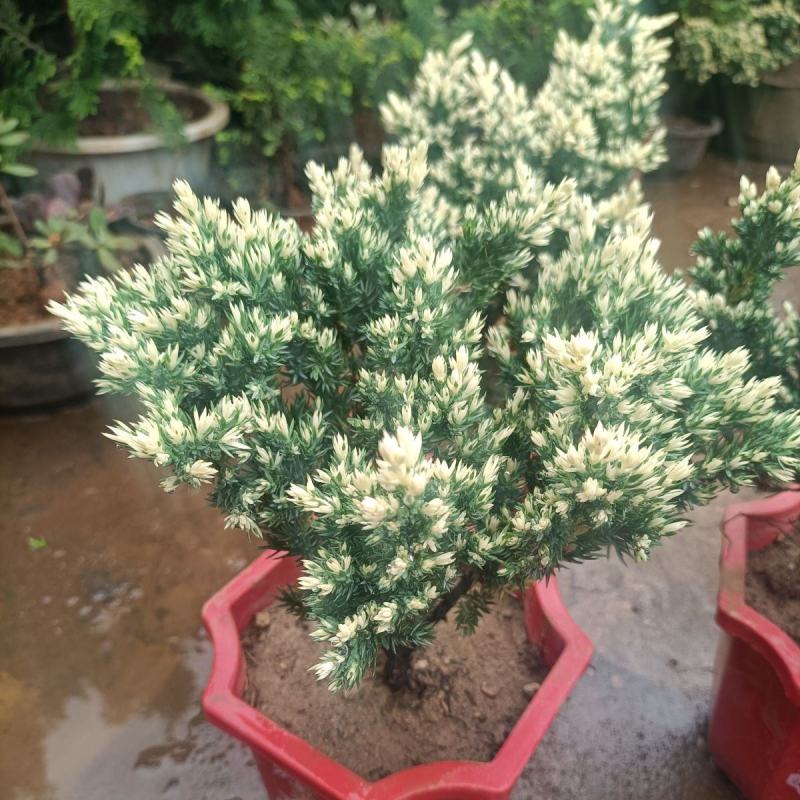雪花珍珠柏盆栽铺地锦彩叶双色植物自然成型盆景