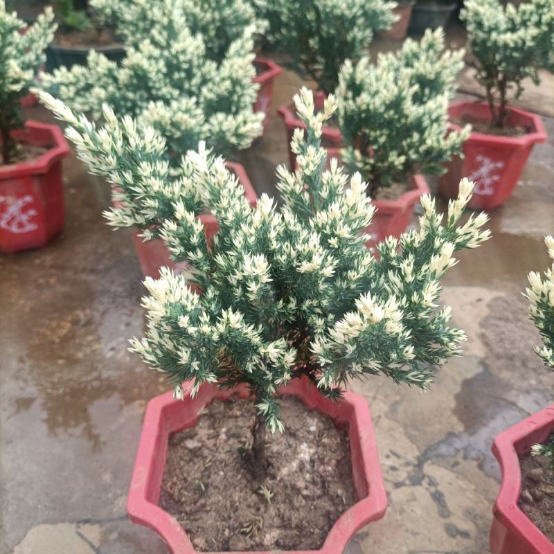 雪花珍珠柏盆栽铺地锦彩叶双色植物自然成型盆景
