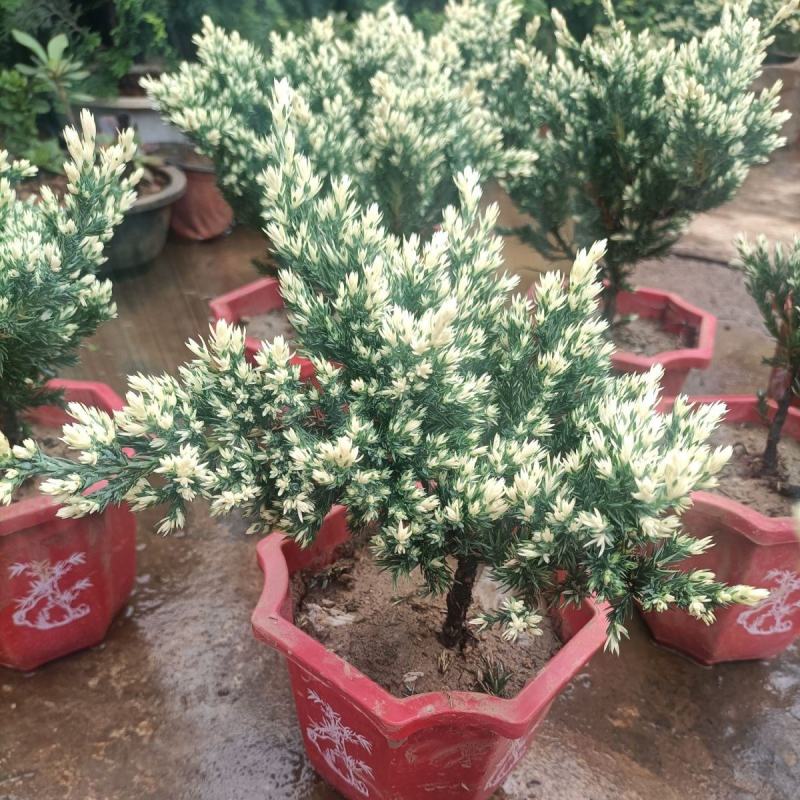 雪花珍珠柏盆栽铺地锦彩叶双色植物自然成型盆景