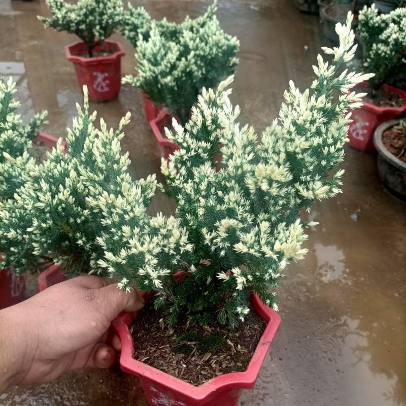 雪花珍珠柏盆栽铺地锦彩叶双色植物自然成型盆景