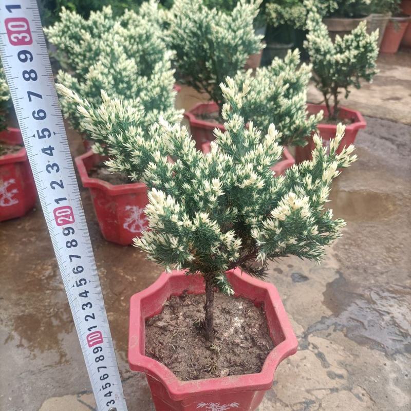 雪花珍珠柏盆栽铺地锦彩叶双色植物自然成型盆景