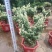 雪花珍珠柏盆栽铺地锦彩叶双色植物自然成型盆景