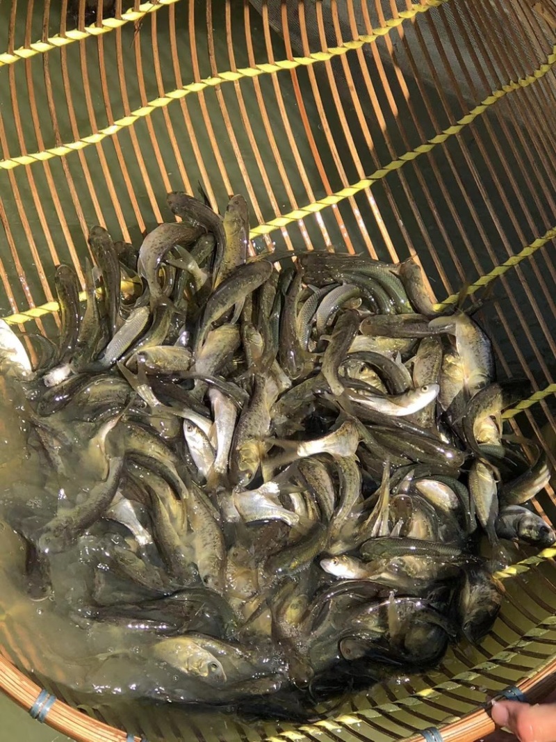花鲢大头鱼苗，长江大头鱼苗，活力好