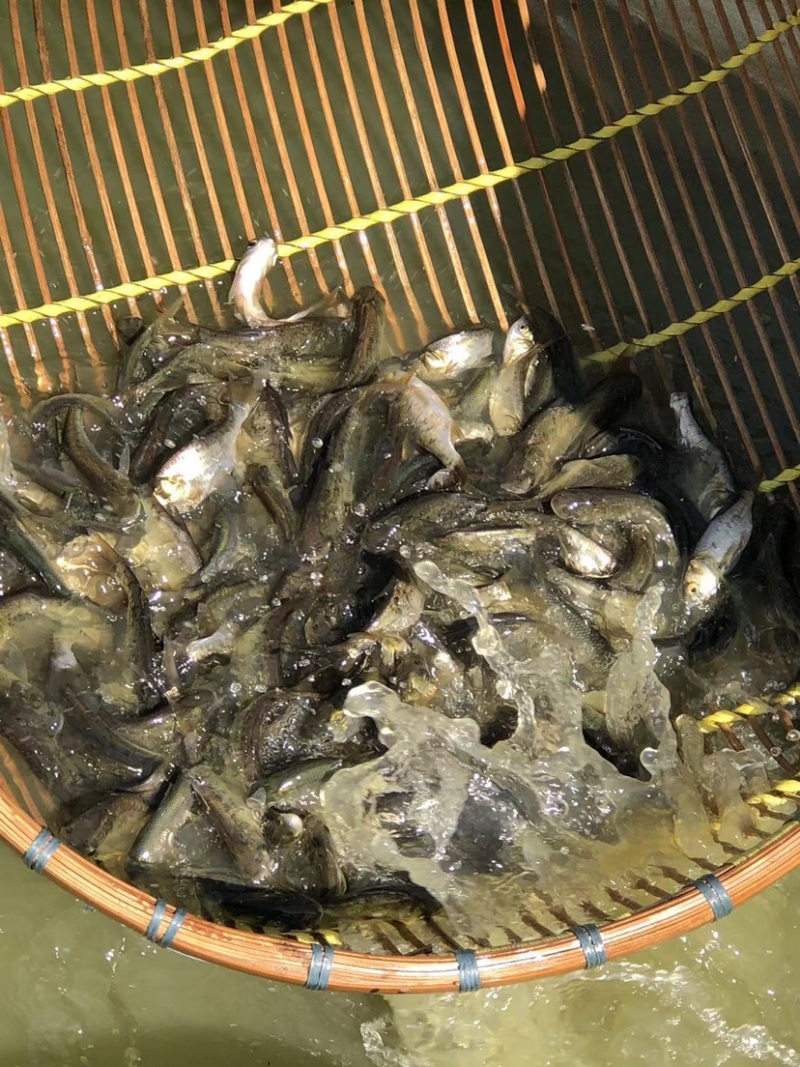 花鲢大头鱼苗，长江大头鱼苗，活力好