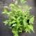 夏樱花溲疏雪樱花矮化品种盆栽花卉苗阳台庭院植物发货