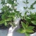 夏樱花溲疏雪樱花矮化品种盆栽花卉苗阳台庭院植物发货
