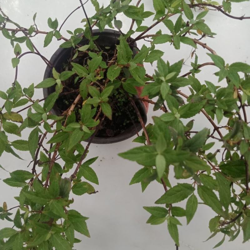 夏樱花溲疏雪樱花矮化品种盆栽花卉苗阳台庭院植物发货