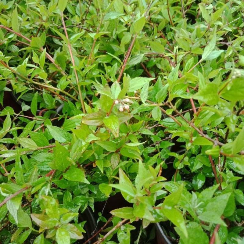 夏樱花溲疏雪樱花矮化品种盆栽花卉苗阳台庭院植物发货