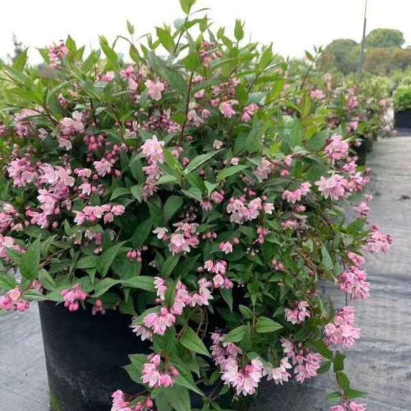 夏樱花溲疏雪樱花矮化品种盆栽花卉苗阳台庭院植物发货