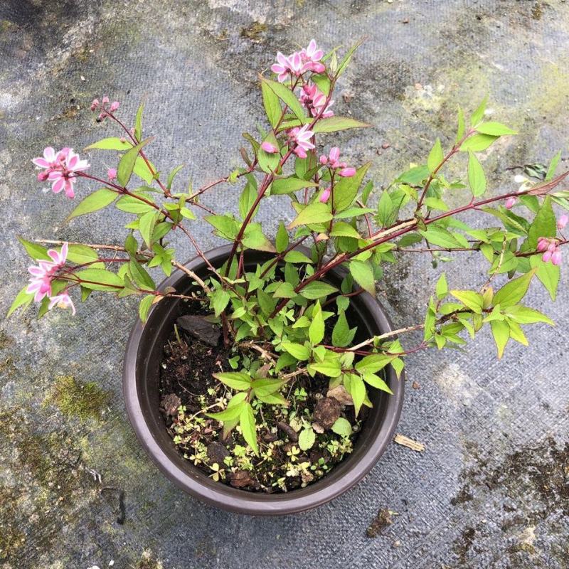 夏樱花溲疏雪樱花矮化品种盆栽花卉苗阳台庭院植物发货