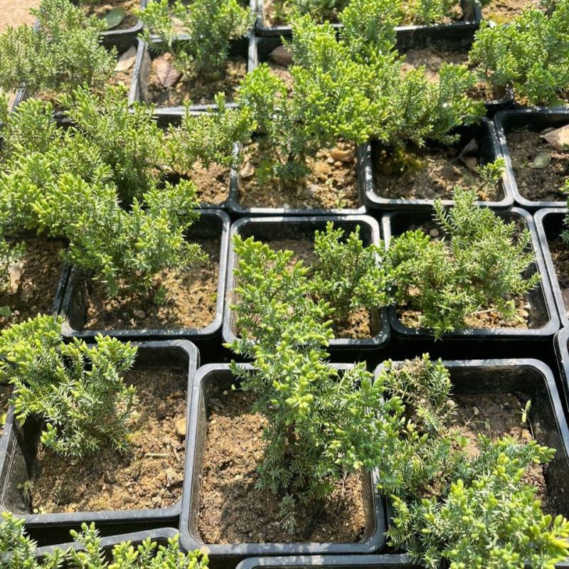 四季常青绿植新西兰珍珠地柏珍珠柏桌面阳台盆栽微盆景