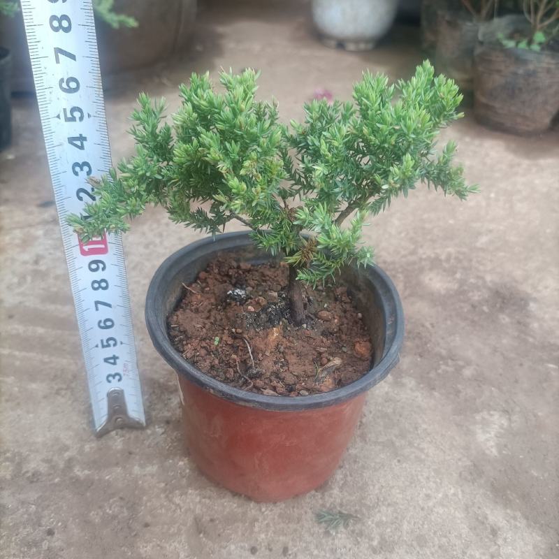 四季常青绿植新西兰珍珠地柏珍珠柏桌面阳台盆栽微盆景
