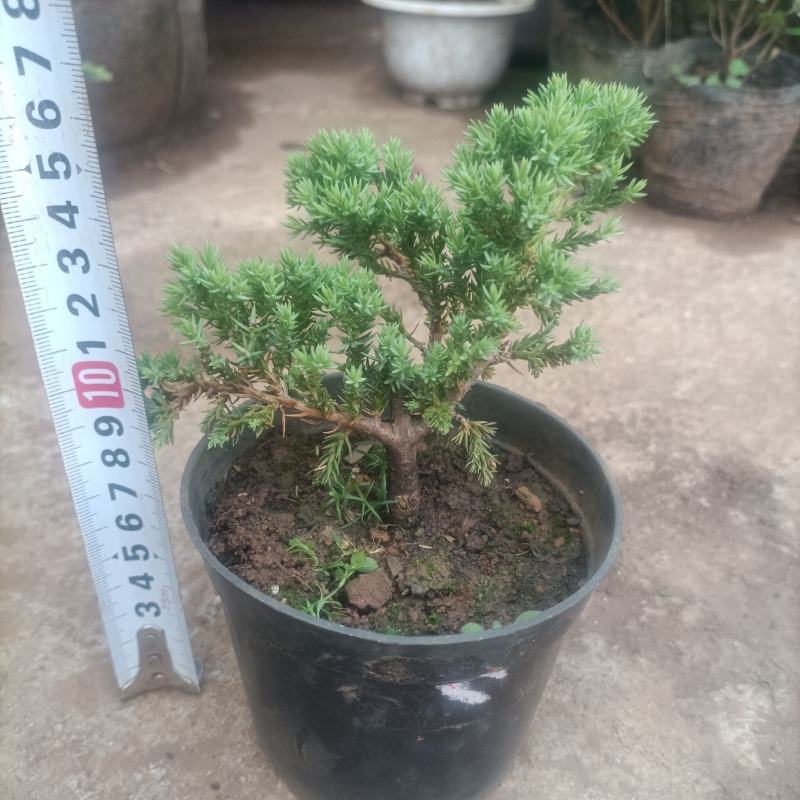 四季常青绿植新西兰珍珠地柏珍珠柏桌面阳台盆栽微盆景