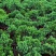 四季常青绿植新西兰珍珠地柏珍珠柏桌面阳台盆栽微盆景