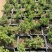 四季常青绿植新西兰珍珠地柏珍珠柏桌面阳台盆栽微盆景